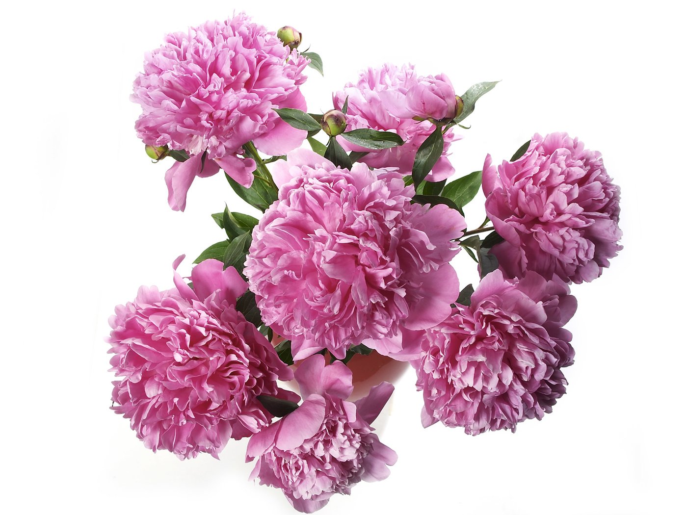Обои букет, розовые, пионы, bouquet, pink, peonies разрешение 2560x1600 Загрузить