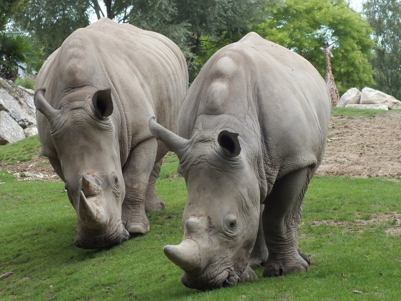 Обои носорог, носороги, rhino, rhinos разрешение 2560x1440 Загрузить