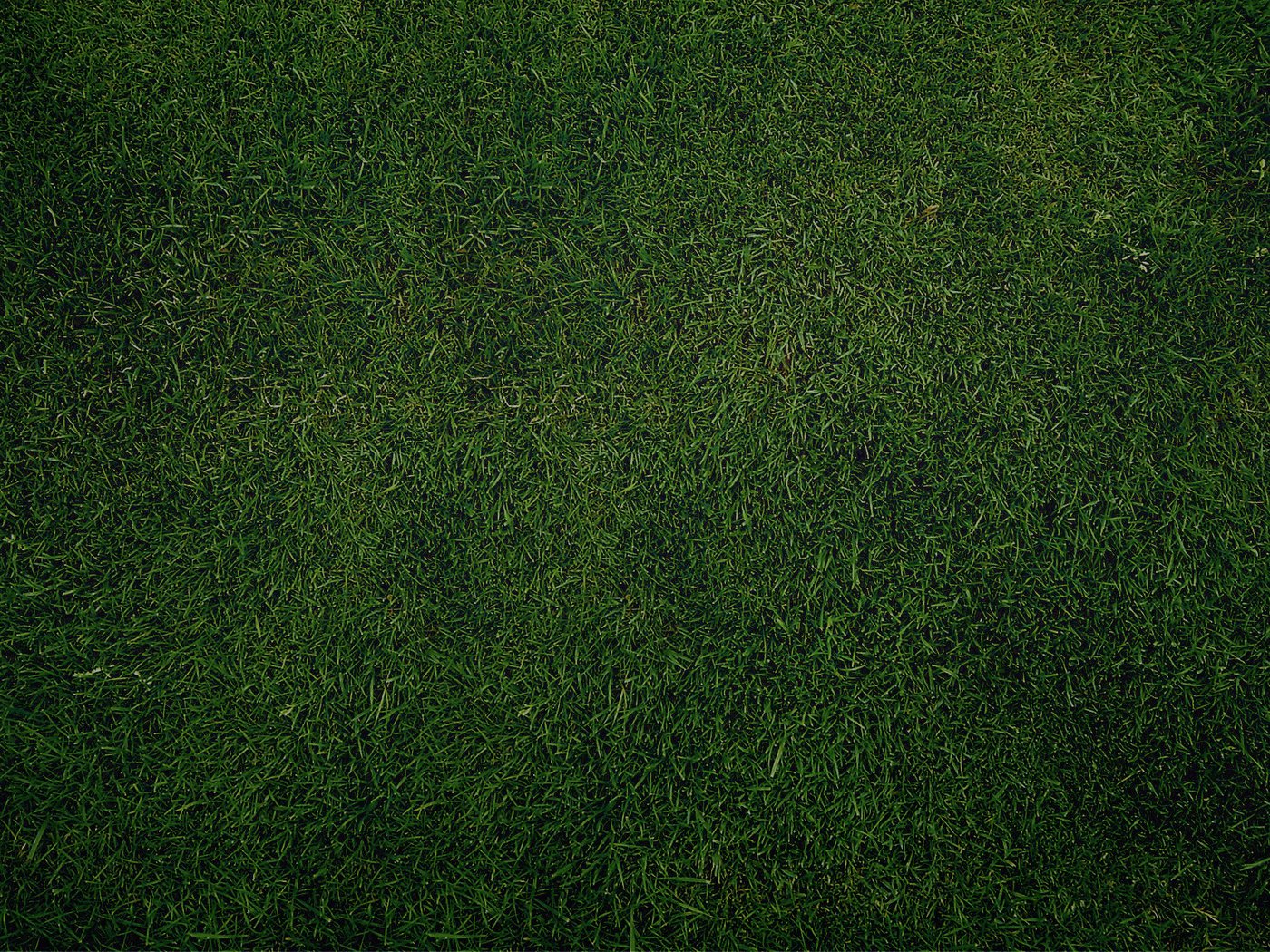 Обои трава, зелень, обои, текстура, газон, грин, grass, greens, wallpaper, texture, lawn, green разрешение 1920x1200 Загрузить