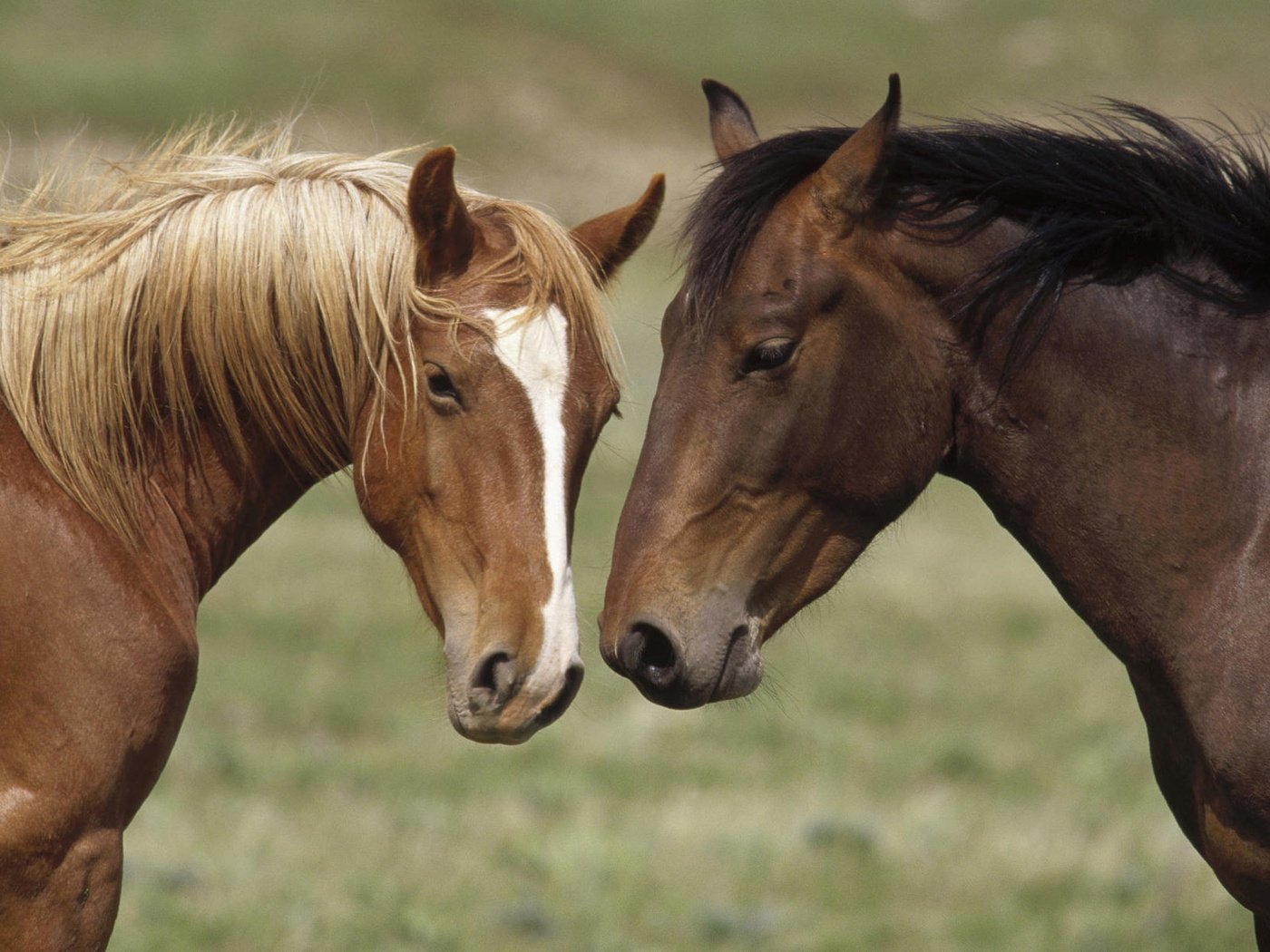 Обои природа, лошади, кони, nature, horse, horses разрешение 1920x1200 Загрузить