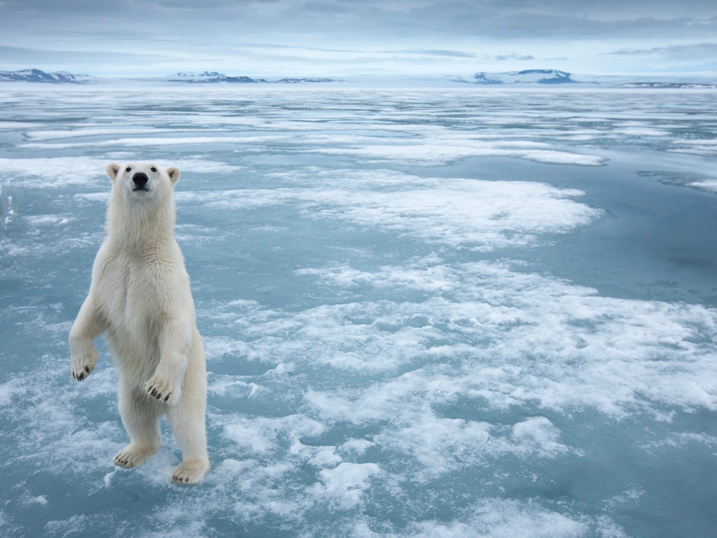 Обои снег, полярный медведь, медведь, лёд, белый медведь, snow, polar bear, bear, ice разрешение 1920x1200 Загрузить