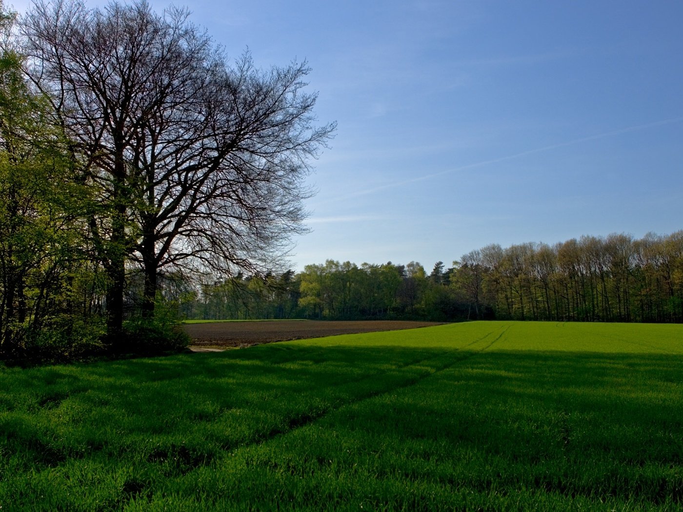 Обои небо, трава, деревья, поле, the sky, grass, trees, field разрешение 1920x1080 Загрузить