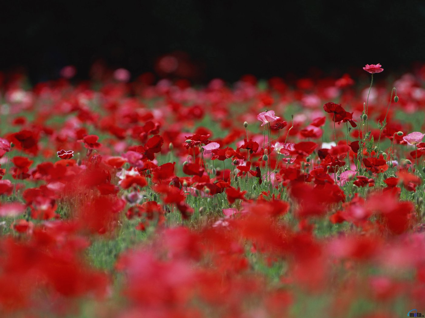 Обои цветы, бутоны, поле, лепестки, красные, маки, розовые, flowers, buds, field, petals, red, maki, pink разрешение 2560x1920 Загрузить