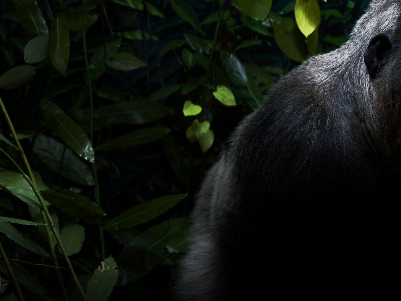 Обои животные, черная, обезьяна, горилла, animals, black, monkey, gorilla разрешение 3200x1200 Загрузить