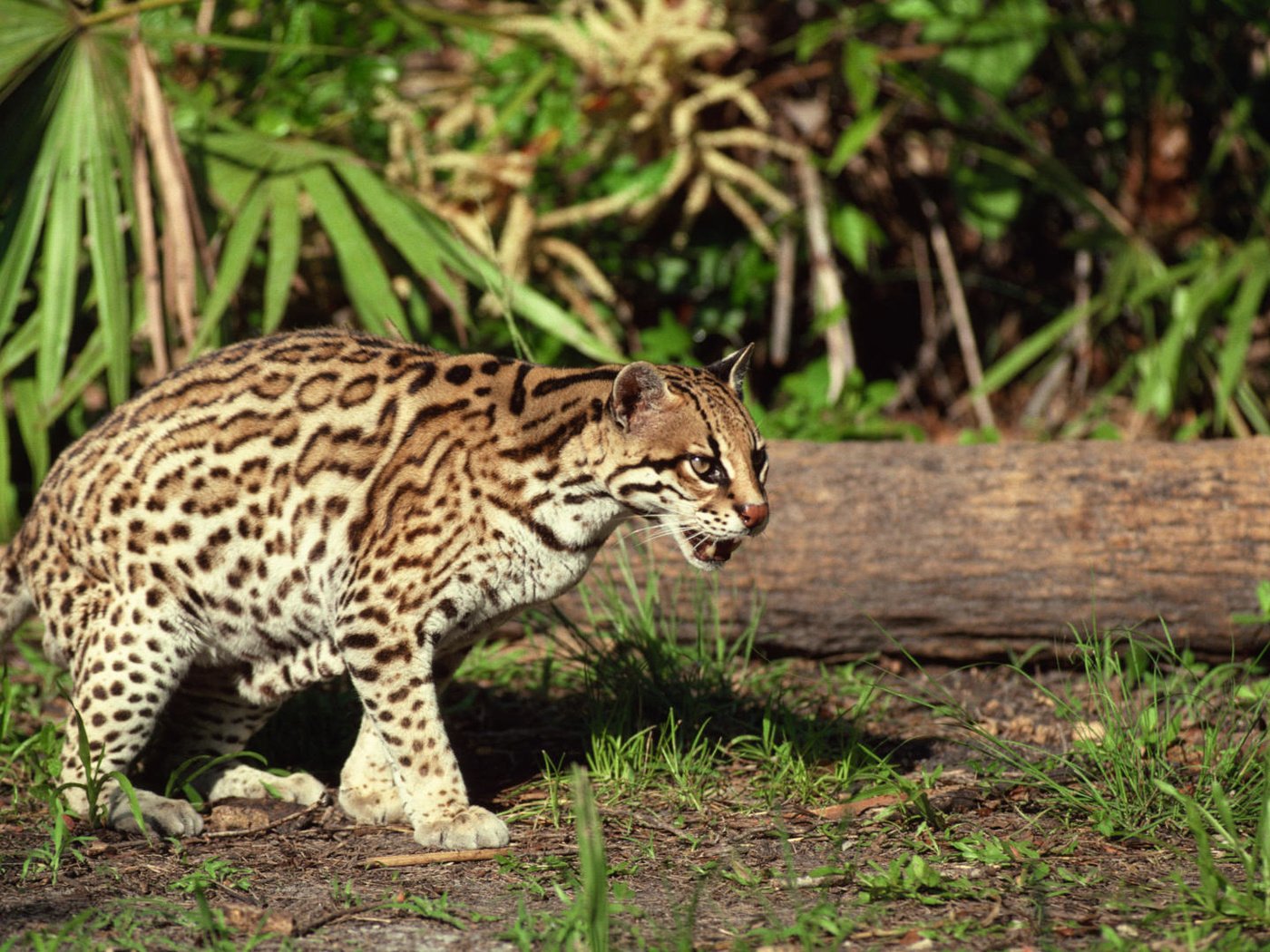 Обои трава, дерево, животные, оцелот, grass, tree, animals, ocelot разрешение 1920x1080 Загрузить