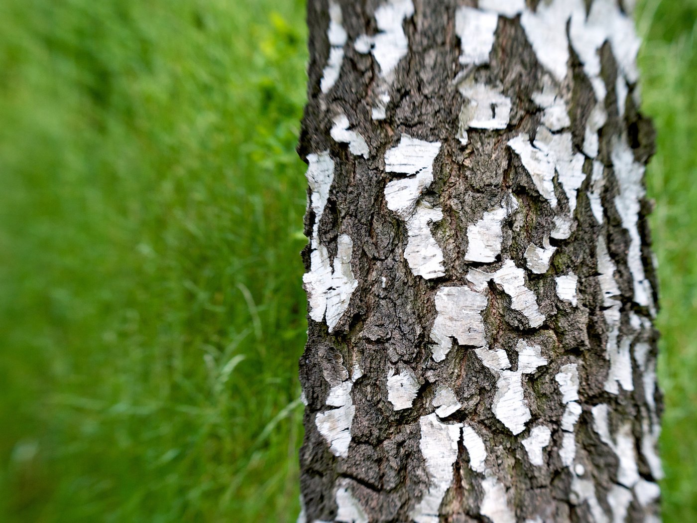 Обои трава, зелень, береза, grass, greens, birch разрешение 1920x1080 Загрузить