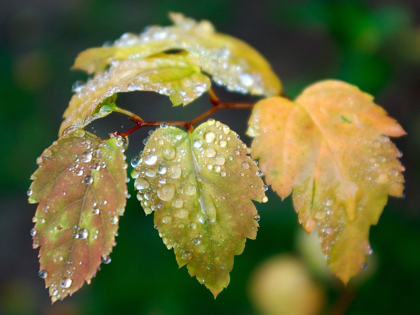 Обои листья, капли, размытость, leaves, drops, blur разрешение 1920x1080 Загрузить