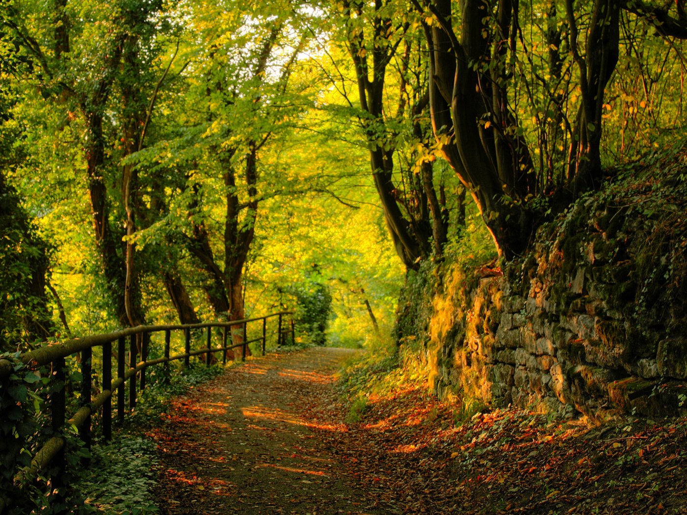 Обои природа, лес, пейзаж, дорожка, забор, деревьями, nature, forest, landscape, track, the fence, trees разрешение 1920x1080 Загрузить