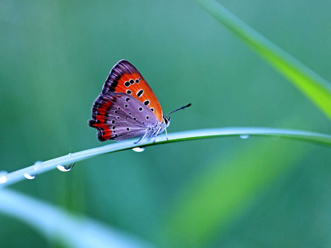 Обои трава, капли, бабочка, контраст, grass, drops, butterfly, contrast разрешение 1920x1280 Загрузить