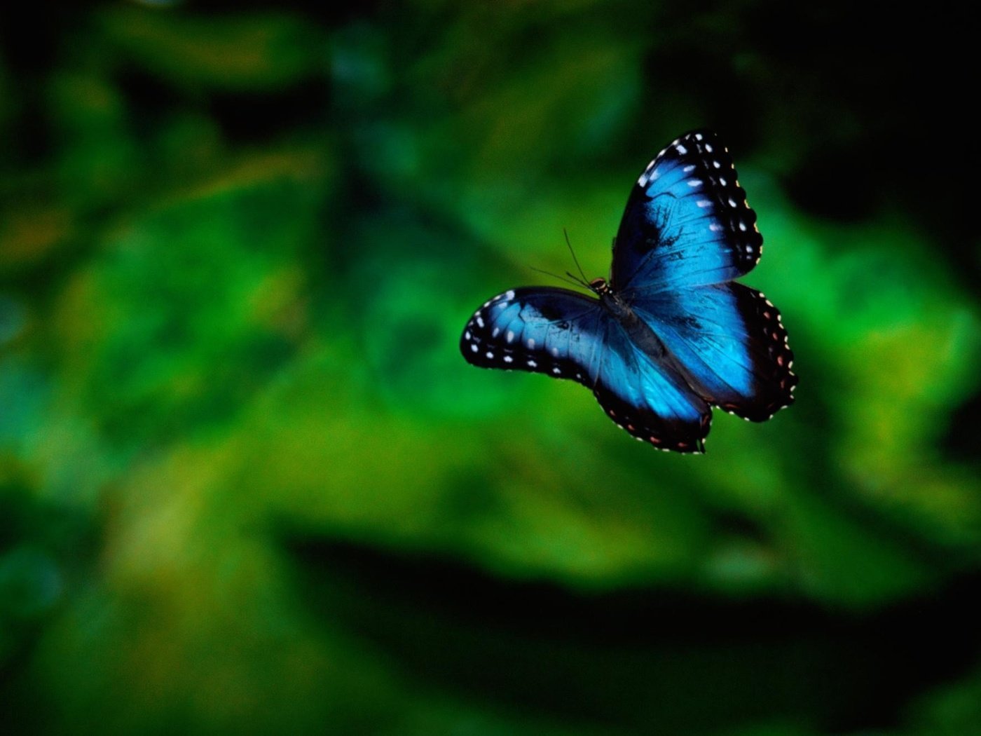 Обои зелень, насекомое, фон, бабочка, greens, insect, background, butterfly разрешение 1999x1333 Загрузить