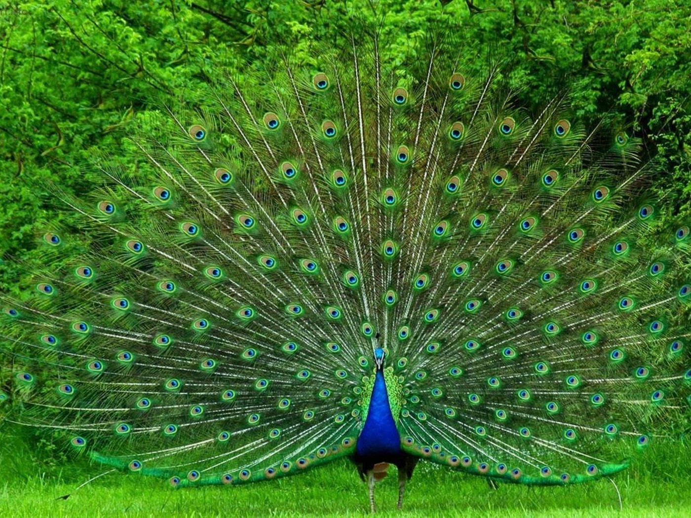 Обои птица, павлин, красивый, хвост, яркий, большой, bird, peacock, beautiful, tail, bright, large разрешение 1920x1280 Загрузить