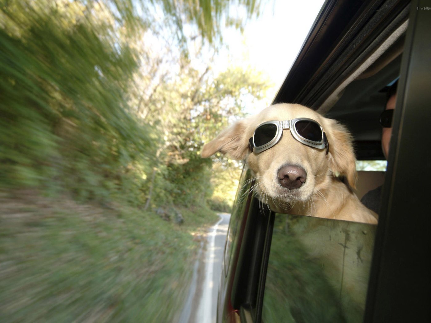 Обои очки, собака, скорость, автомобиль, glasses, dog, speed, car разрешение 1920x1200 Загрузить