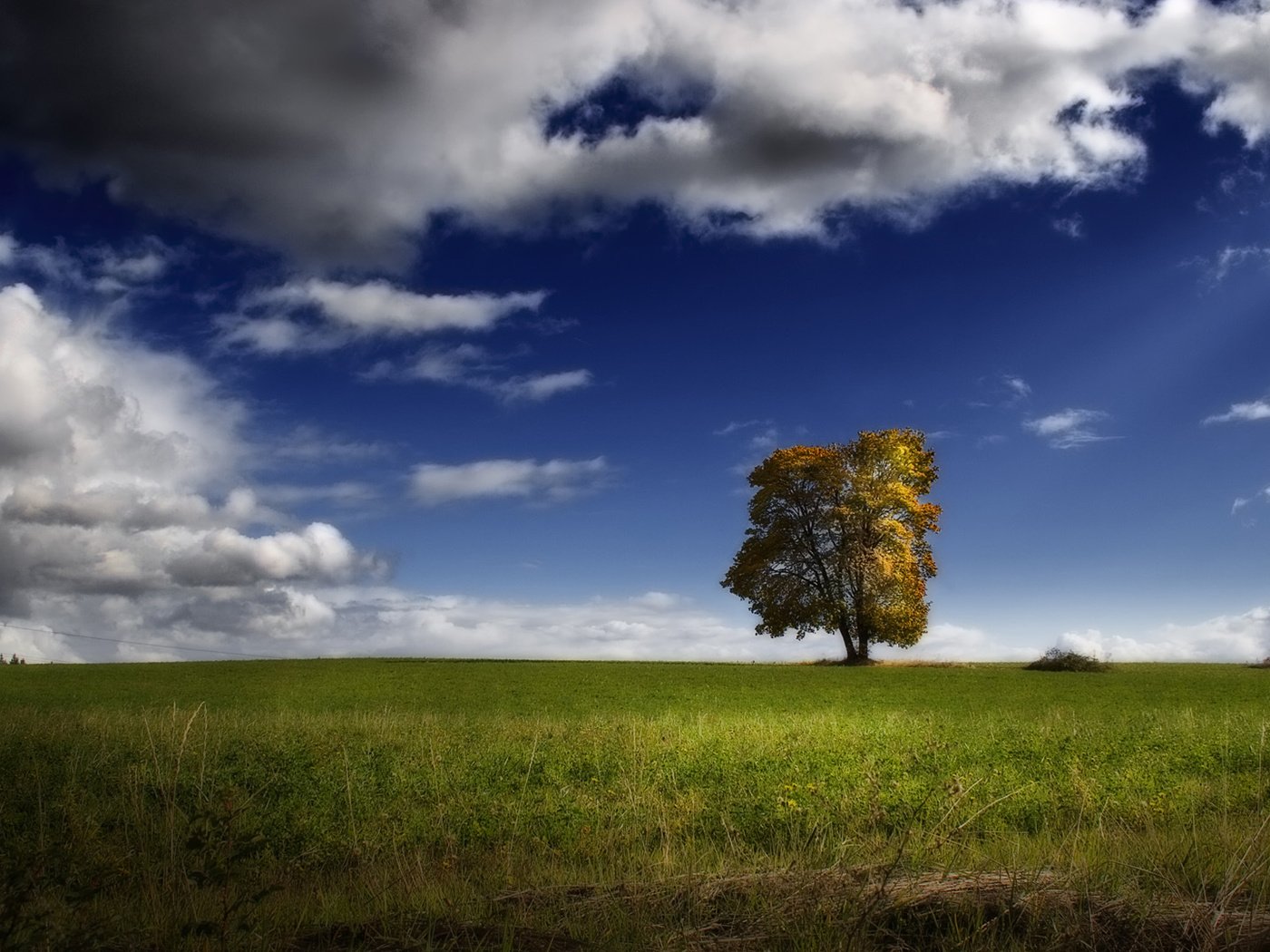 Обои небо, облака, дерево, пейзаж, поле, the sky, clouds, tree, landscape, field разрешение 1920x1080 Загрузить