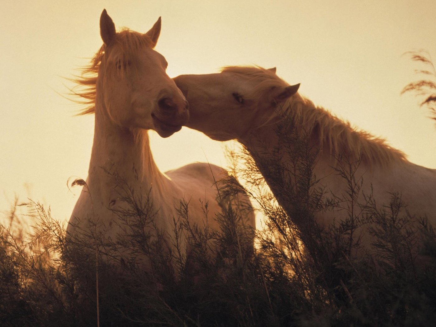 Обои свет, трава, лошади, кони, light, grass, horse, horses разрешение 1920x1200 Загрузить