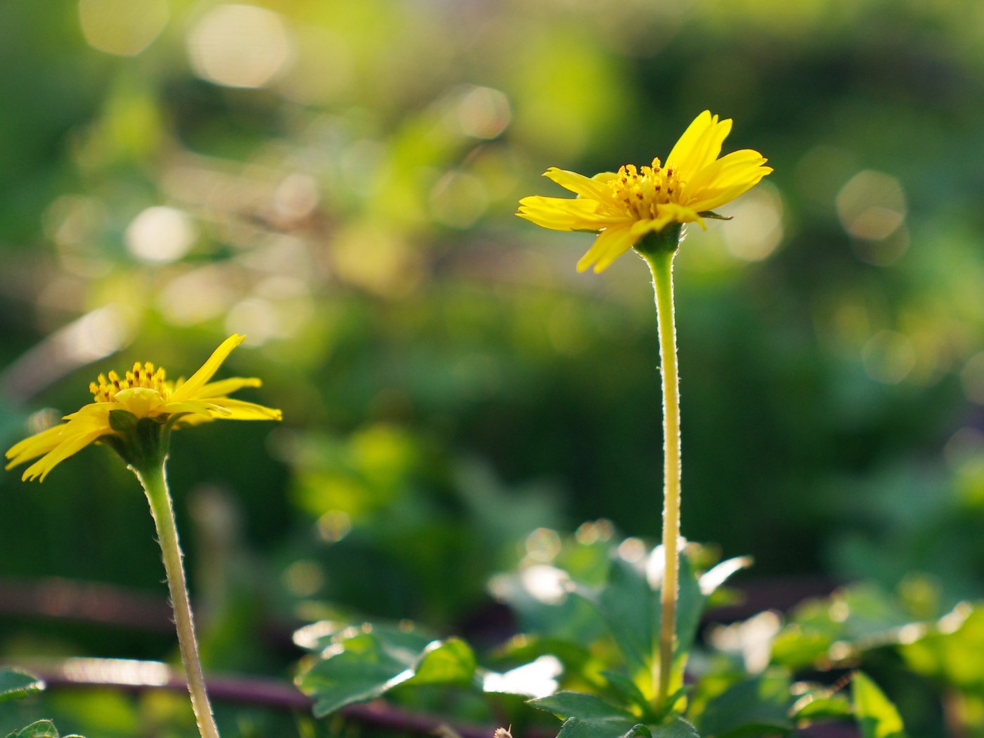 Обои цветы, природа, макро, лепестки, стебли, желтый цветок, flowers, nature, macro, petals, stems, yellow flower разрешение 1920x1200 Загрузить