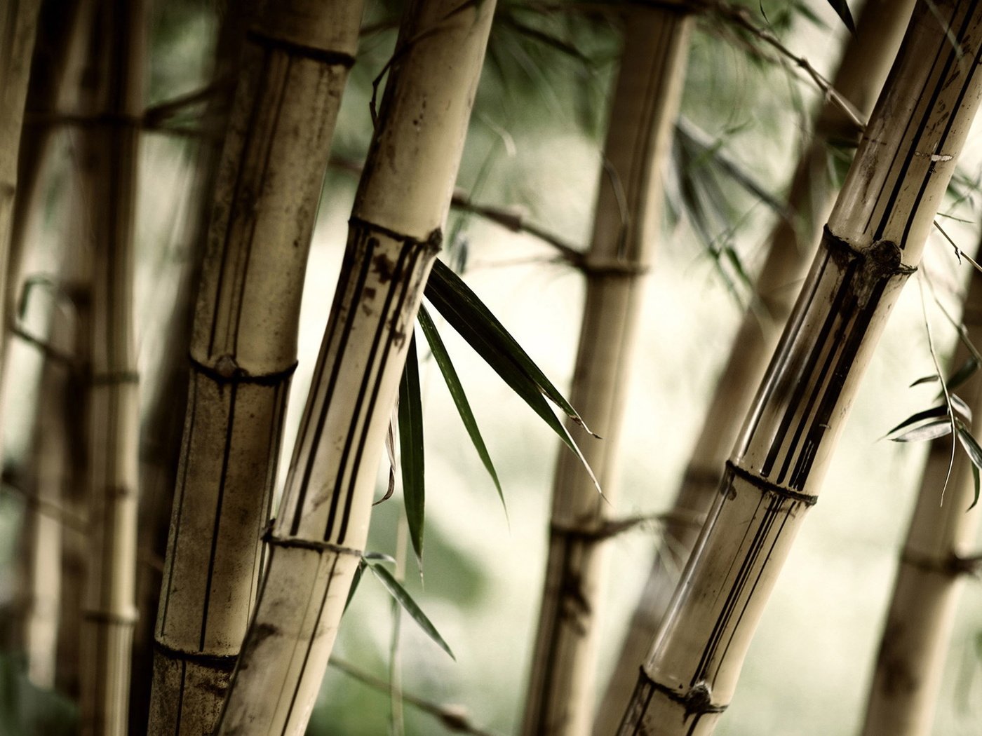 Обои природа, листья, бамбук, размытость, стебли, крупным планом, nature, leaves, bamboo, blur, stems, closeup разрешение 1920x1080 Загрузить