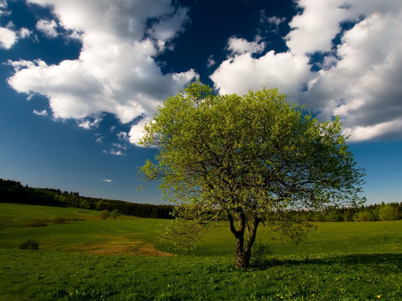 Обои небо, облака, дерево, пейзаж, поле, the sky, clouds, tree, landscape, field разрешение 1920x1080 Загрузить