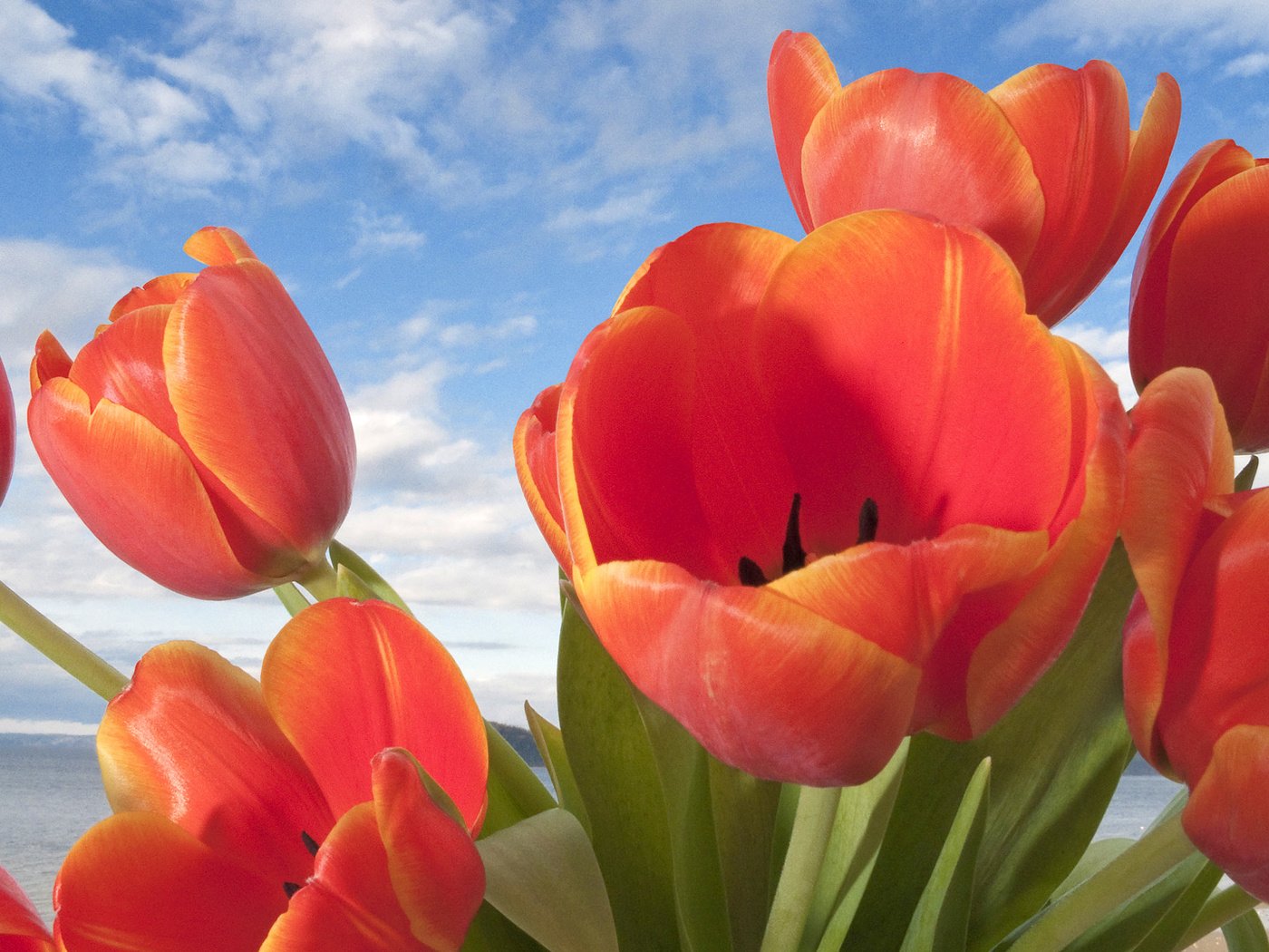 Обои цветы, природа, бутоны, лепестки, тюльпаны, flowers, nature, buds, petals, tulips разрешение 1920x1080 Загрузить