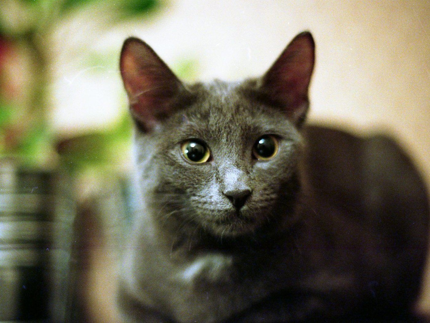 Бомбейская кошка серая