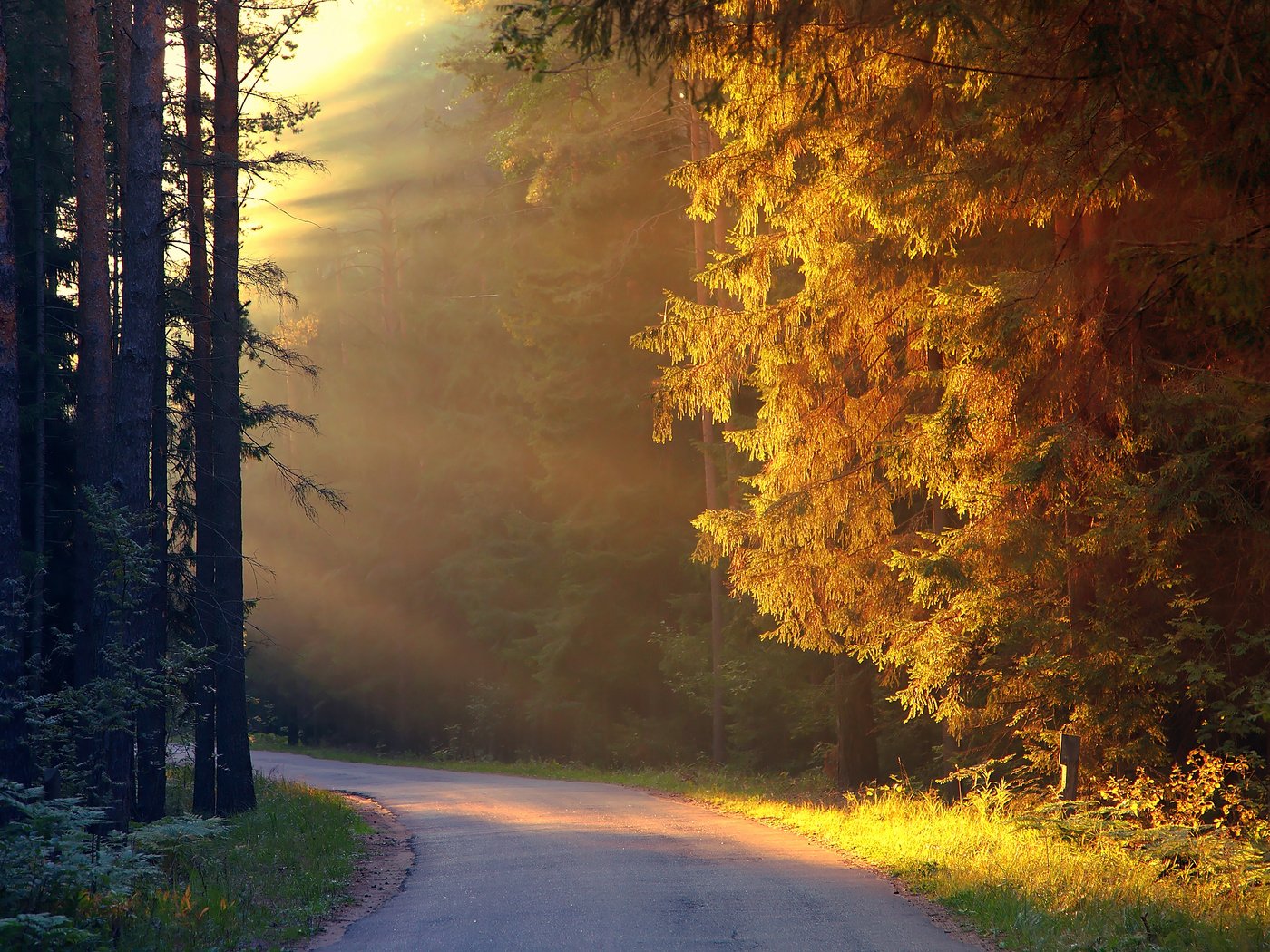 Обои дорога, деревья, лес, осень, солнечные лучи, road, trees, forest, autumn, the sun's rays разрешение 2560x1600 Загрузить