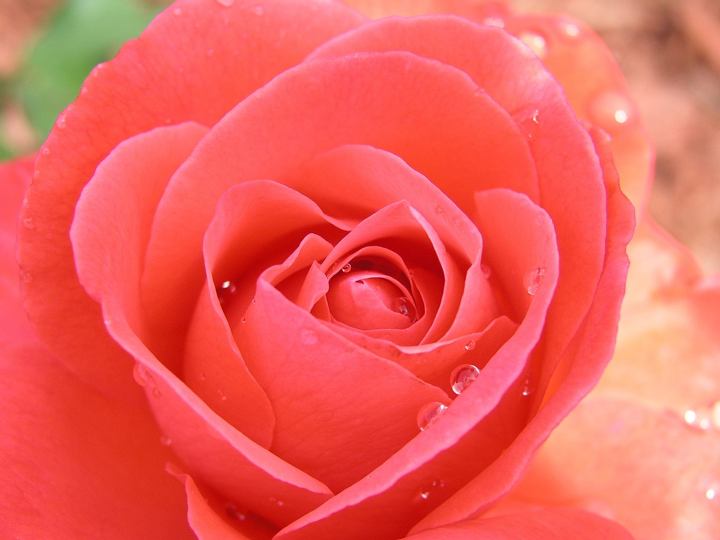 Обои роза, rose разрешение 1920x1200 Загрузить