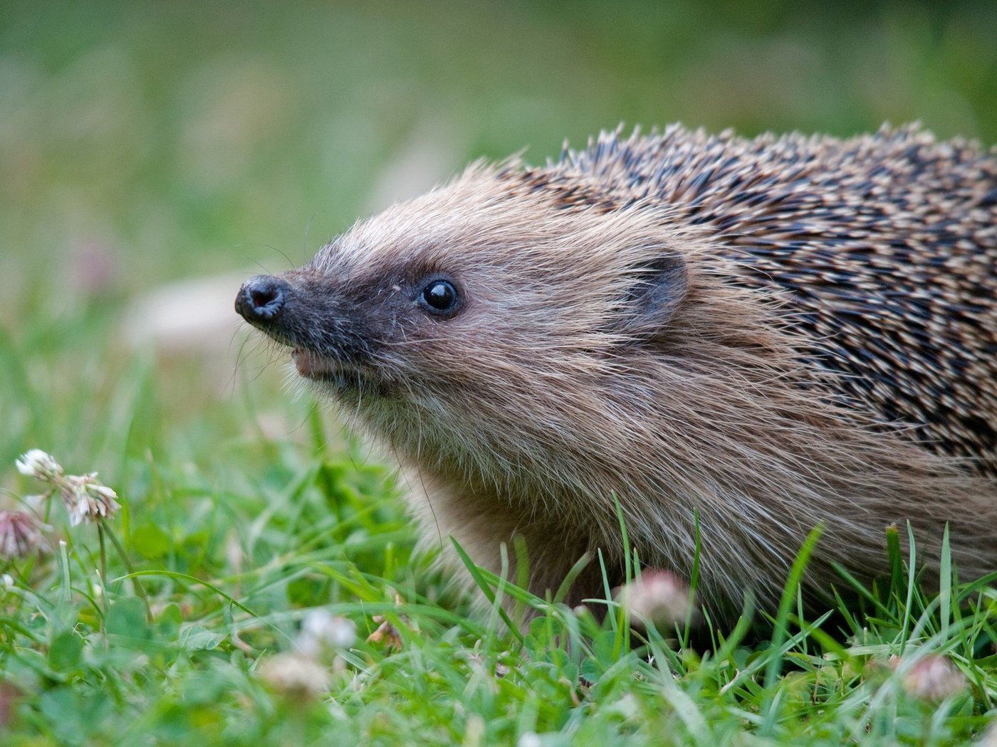 Обои трава, животное, ежик, еж, носик, hedgehod, grass, animal, hedgehog, spout разрешение 1920x1200 Загрузить