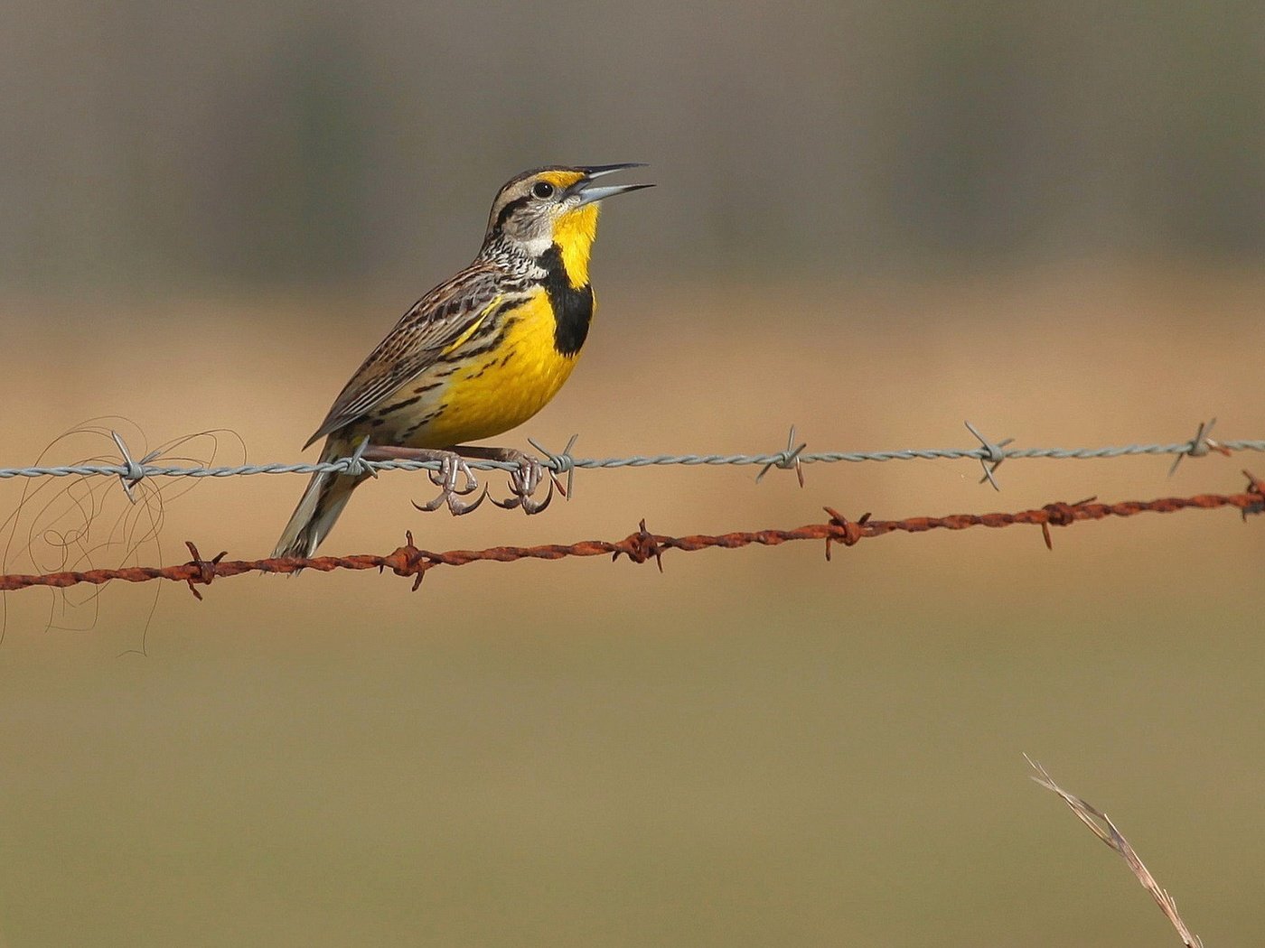 Обои природа, забор, птицы, колючая проволока, щегол, птаха, nature, the fence, birds, barbed wire, goldfinch, bird разрешение 1920x1200 Загрузить