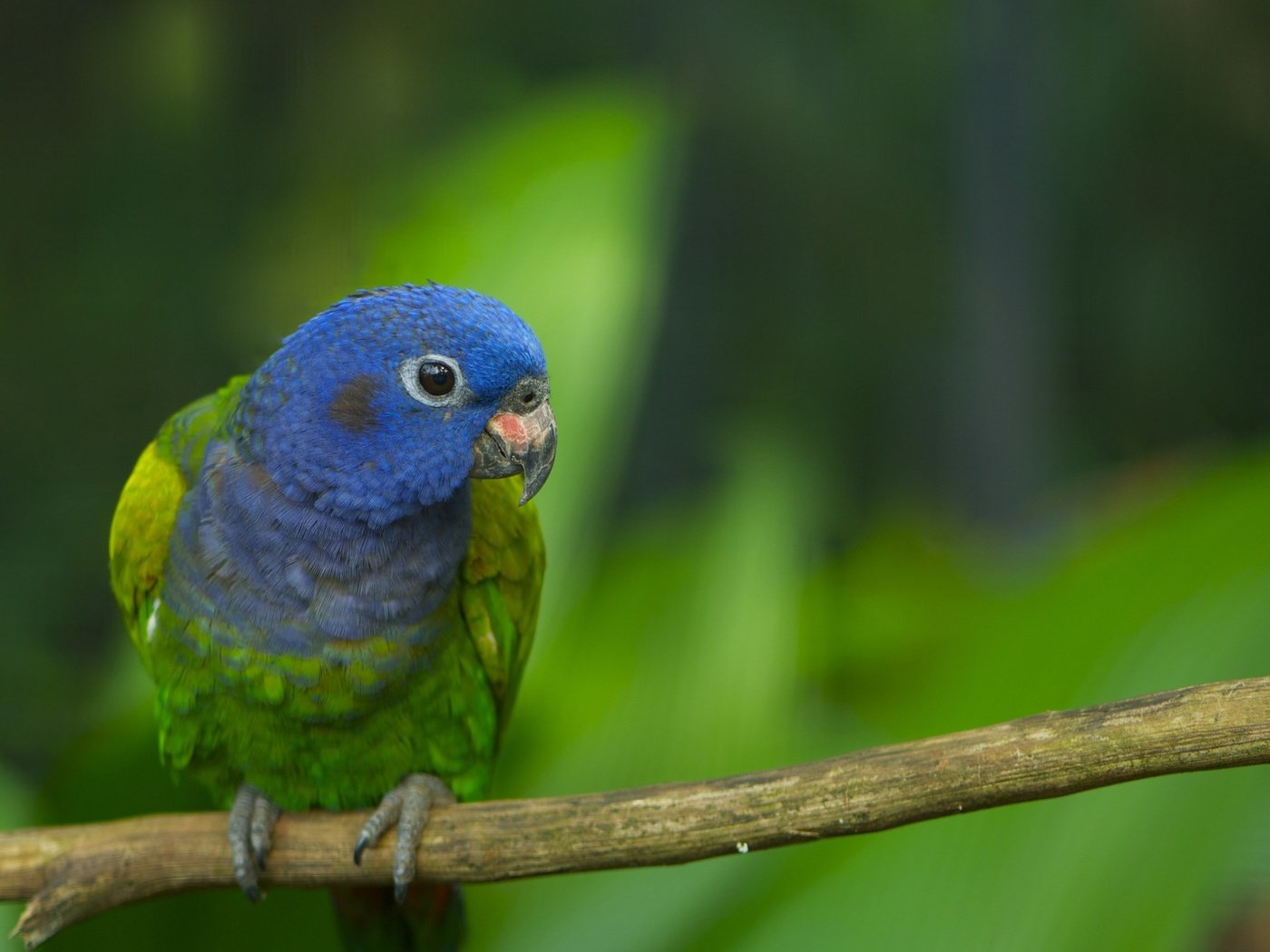 Обои ветка, птица, перья, ствол, окрас, попугай, branch, bird, feathers, trunk, color, parrot разрешение 2560x1600 Загрузить