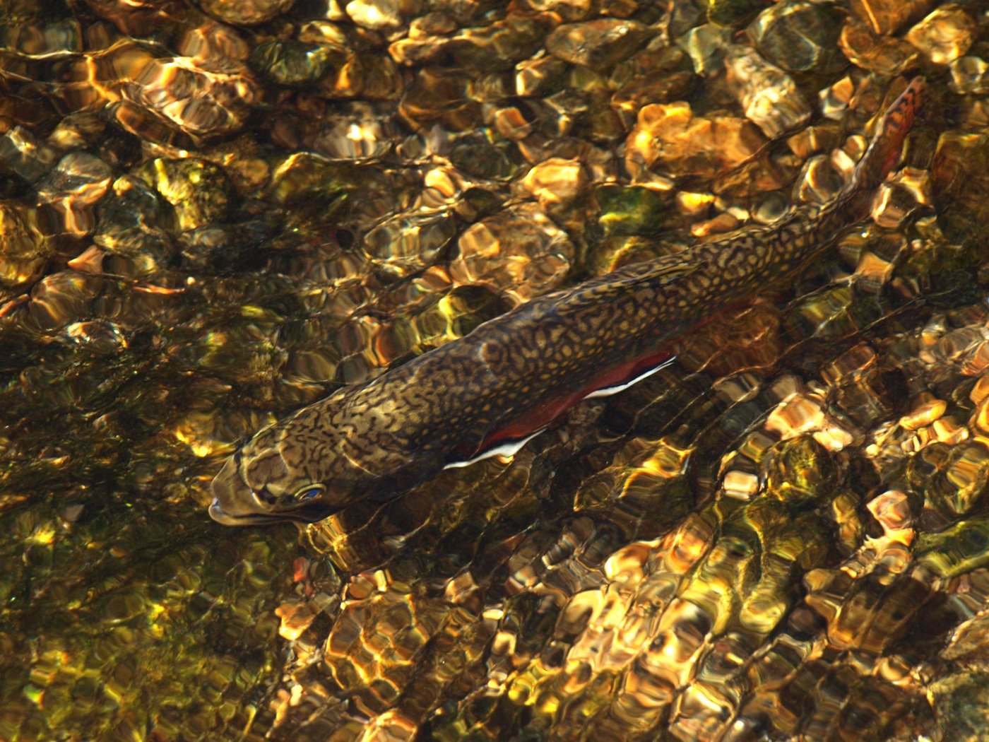 Обои вода, река, камни, рыба, рябь, water, river, stones, fish, ruffle разрешение 1920x1200 Загрузить