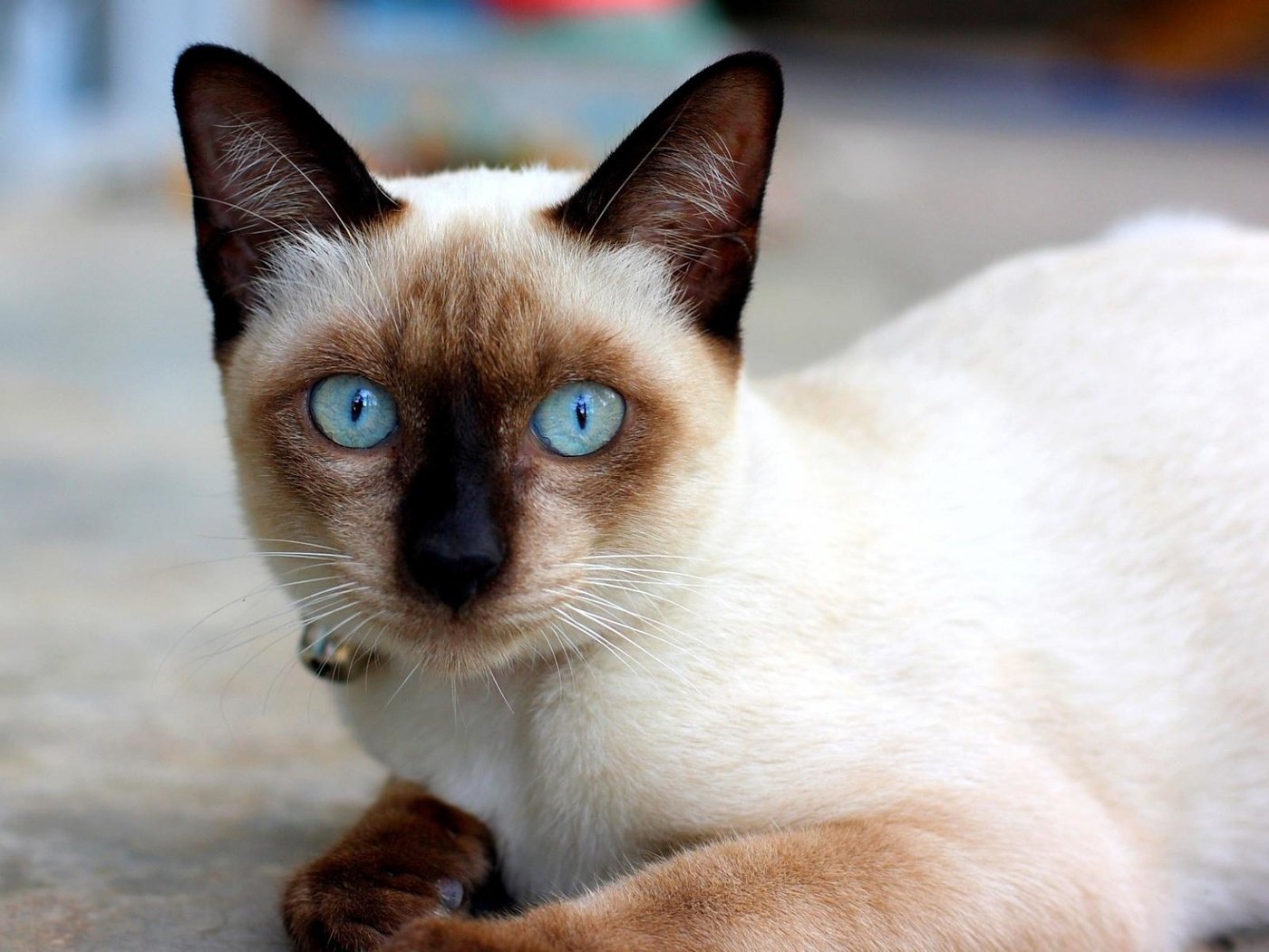 Обои кошка, сиамская, голубоглазая, сиамская кошечка, cat, siamese, blue-eyed, siamese cat разрешение 1920x1200 Загрузить