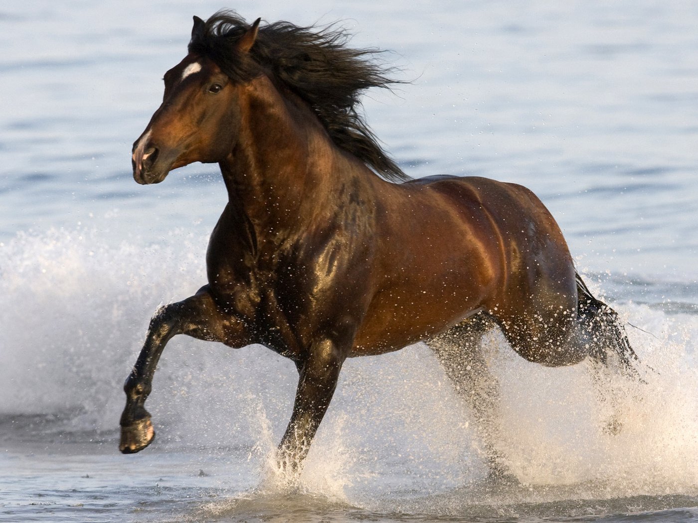 Обои лошадь, вода, брызги, конь, грива, копыта, horse, water, squirt, mane, hooves разрешение 1920x1080 Загрузить