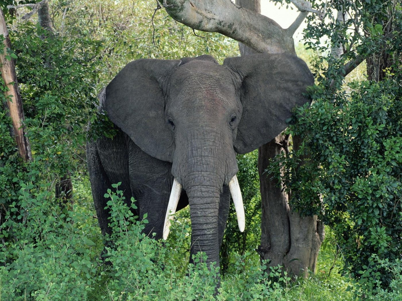 Обои природа, слон, уши, хобот, бивни, африканский слон, nature, elephant, ears, trunk, tusks, african elephant разрешение 1920x1200 Загрузить