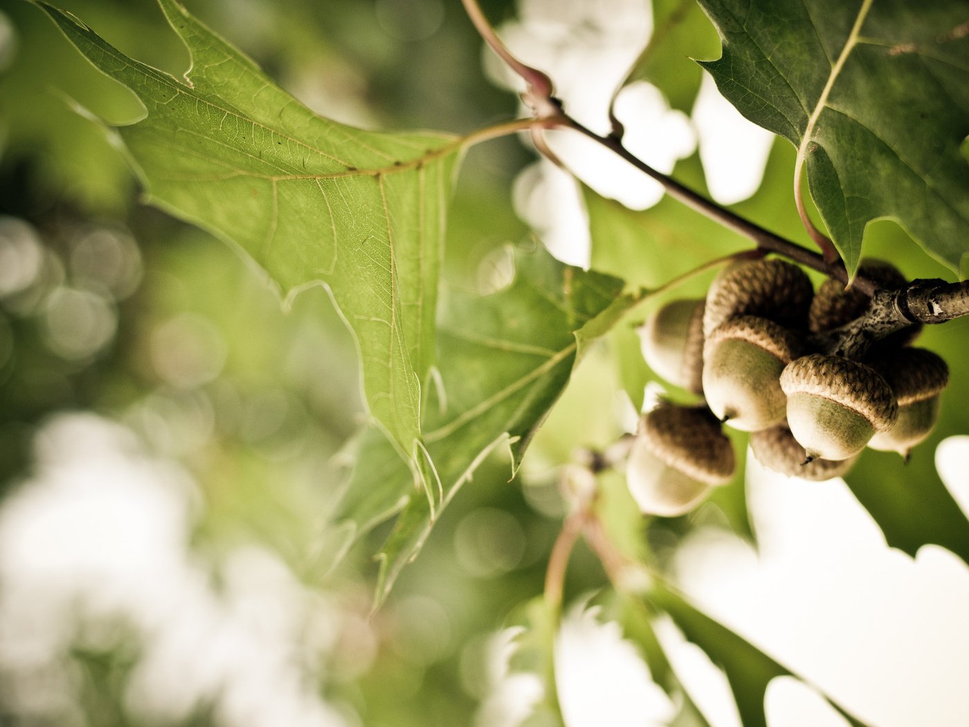 Обои ветка, дерево, листья, дуб, жёлуди, branch, tree, leaves, oak, acorns разрешение 1920x1275 Загрузить