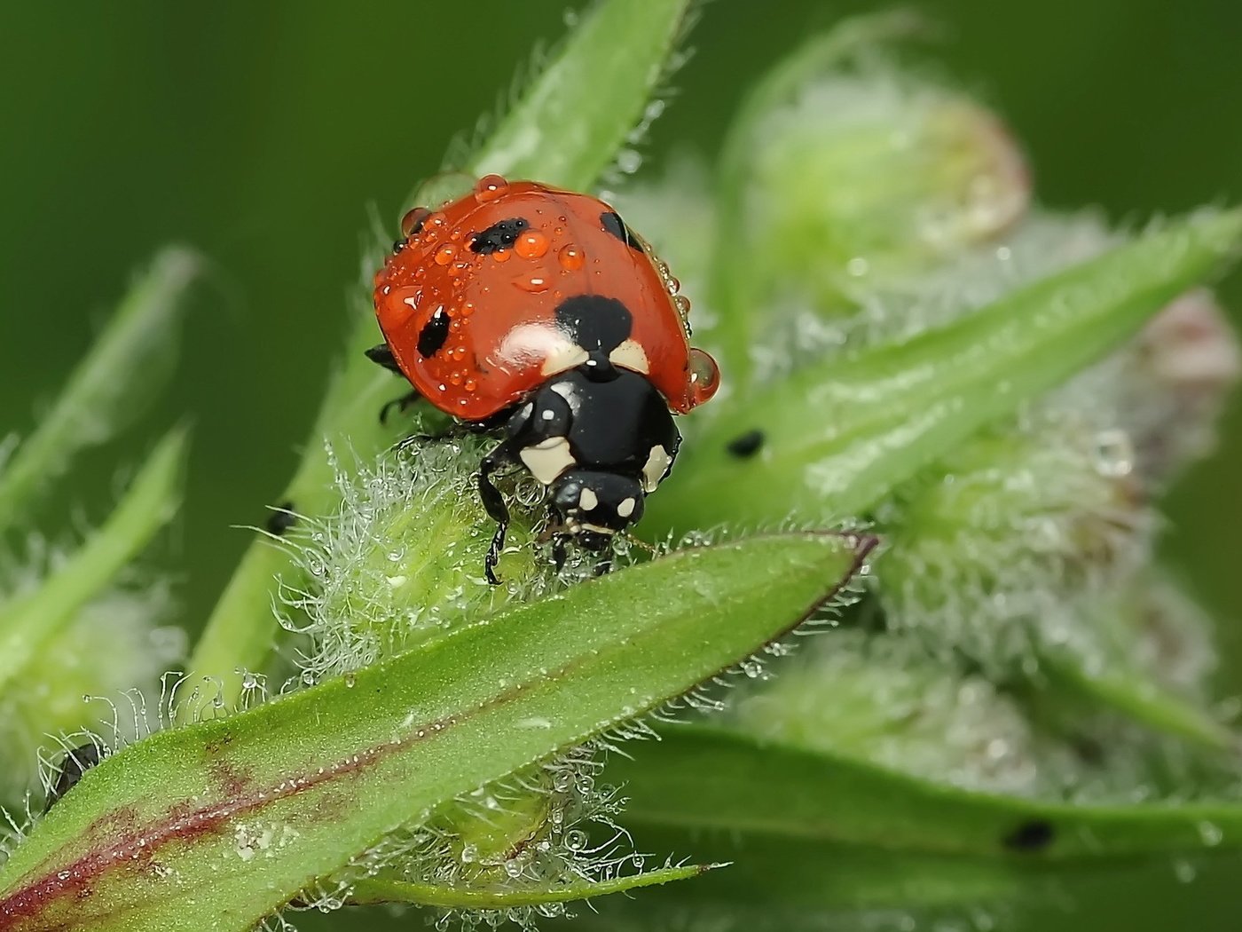 Обои насекомое, роса, божья коровка, растение, insect, rosa, ladybug, plant разрешение 1920x1200 Загрузить