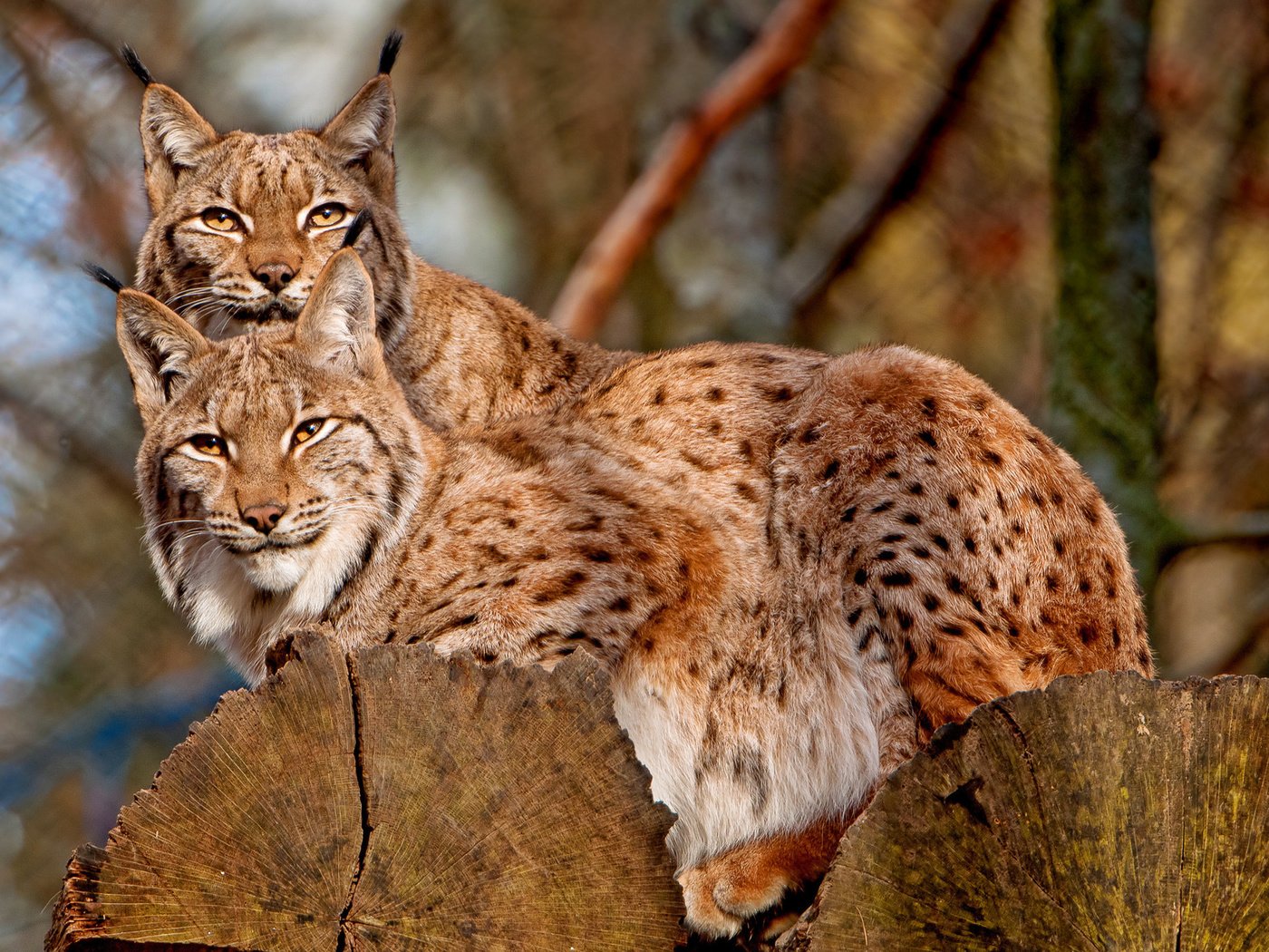 Обои рысь, на дереве, кисточки, две, две рыси, lynx, on the tree, brush, two, two lynx разрешение 1920x1280 Загрузить