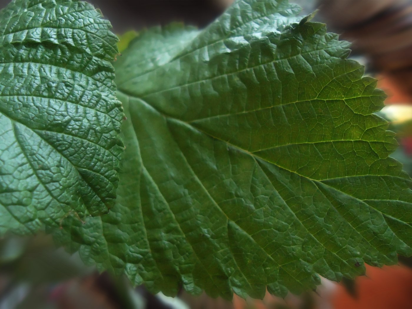 Обои крупный план, листья малины, close-up, raspberry leaves разрешение 2560x1600 Загрузить