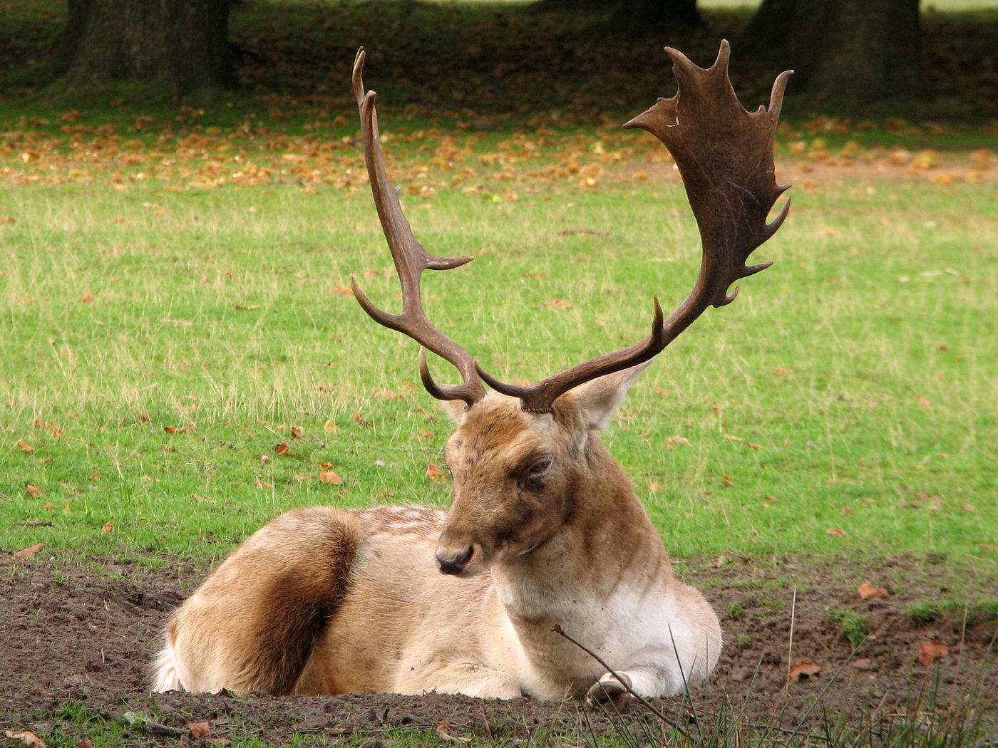 Обои олень, рога, deer, horns разрешение 1920x1200 Загрузить