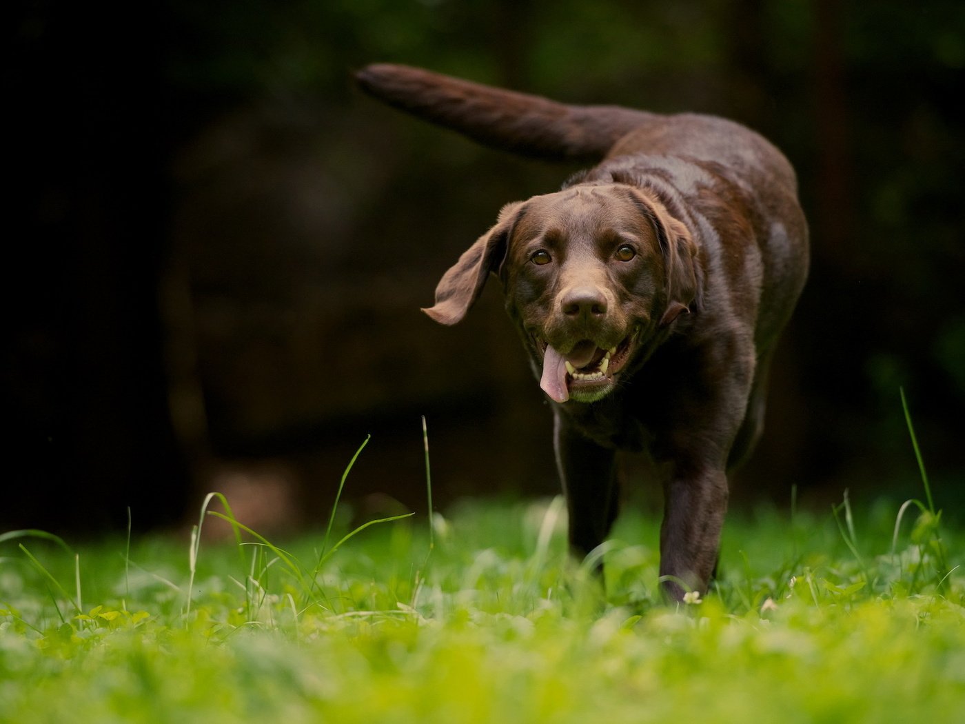 Обои трава, природа, зелень, язык, ретривер, лабрадор ретривер, grass, nature, greens, language, retriever, labrador retriever разрешение 1920x1200 Загрузить