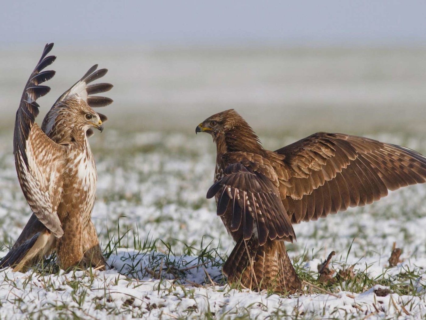 Обои орел, схватка, eagle, fight разрешение 1920x1200 Загрузить