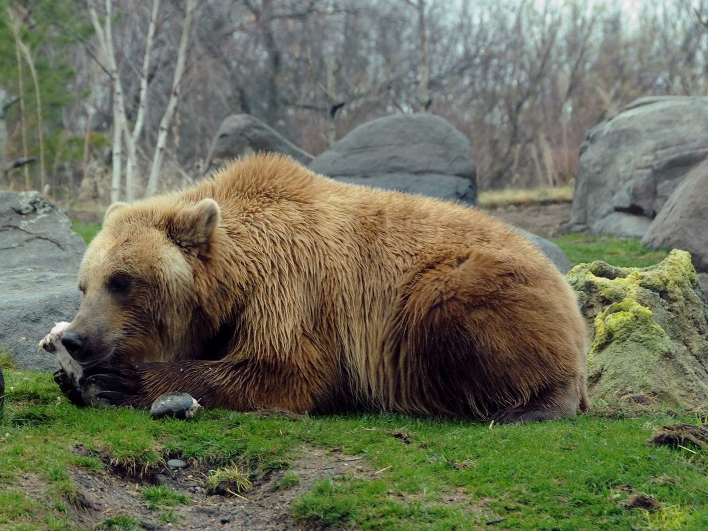 Обои природа, камни, медведь, хищник, гризли, nature, stones, bear, predator, grizzly разрешение 1920x1200 Загрузить