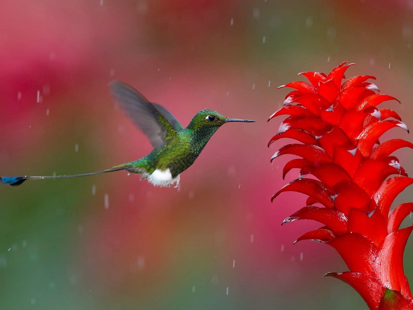 Обои цветок, птица, клюв, дождь, перья, колибри, flower, bird, beak, rain, feathers, hummingbird разрешение 1920x1200 Загрузить