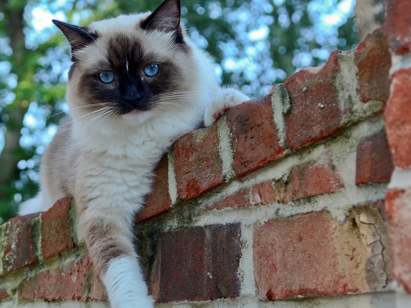 Обои глаза, кот, кошка, взгляд, забор, кирпичи, сиамский, eyes, cat, look, the fence, bricks, siamese разрешение 1920x1200 Загрузить