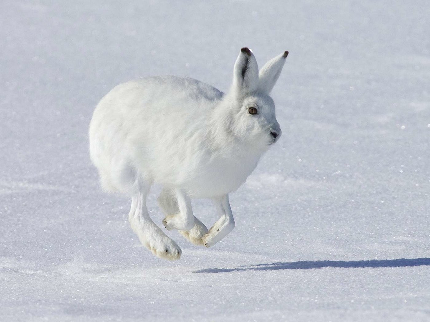 Обои снег, зима, животное, заяц, белый заяц, snow, winter, animal, hare, white rabbit разрешение 1920x1200 Загрузить