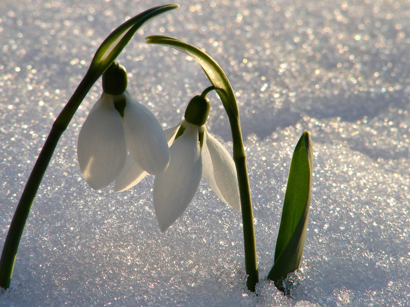 Обои цветы, снег, весна, подснежники, flowers, snow, spring, snowdrops разрешение 2560x1600 Загрузить