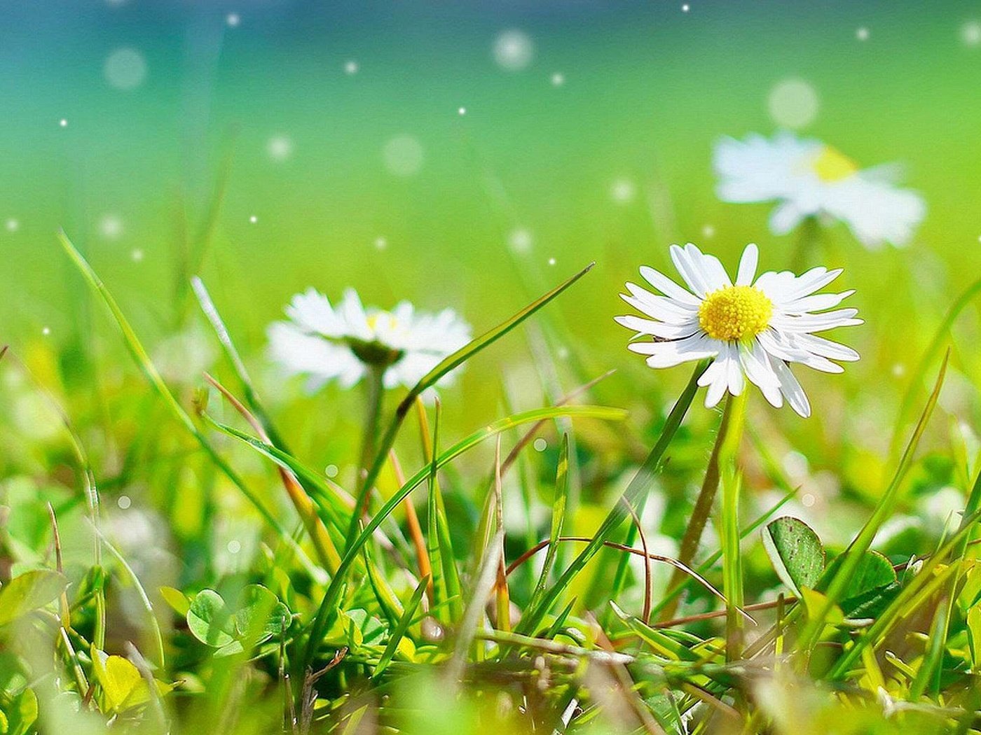 Обои цветы, трава, природа, ромашки, белые, боке, flowers, grass, nature, chamomile, white, bokeh разрешение 1920x1200 Загрузить