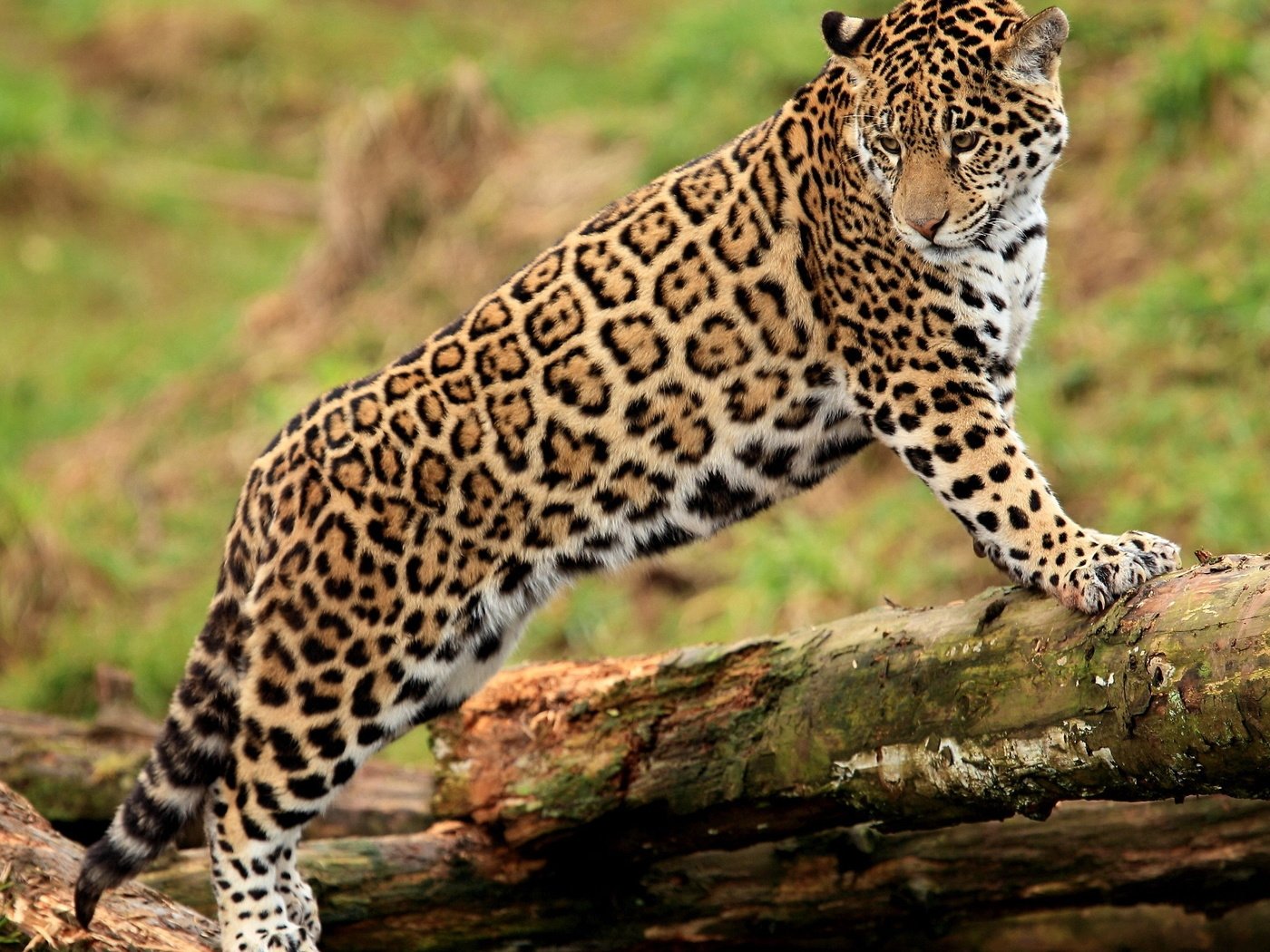 Обои смотрит, ягуар, бревно, гепард, стоит, молодой, пятнистая кошка, looks, jaguar, log, cheetah, is, young, spotted cat разрешение 2560x1600 Загрузить