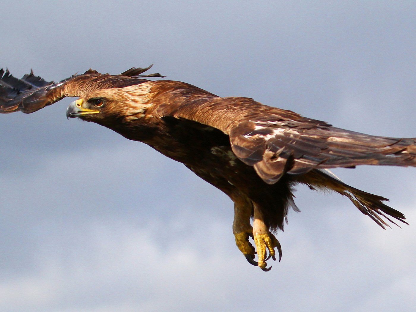 Обои небо, полет, орел, птица, хищная, the sky, flight, eagle, bird, predatory разрешение 1920x1200 Загрузить