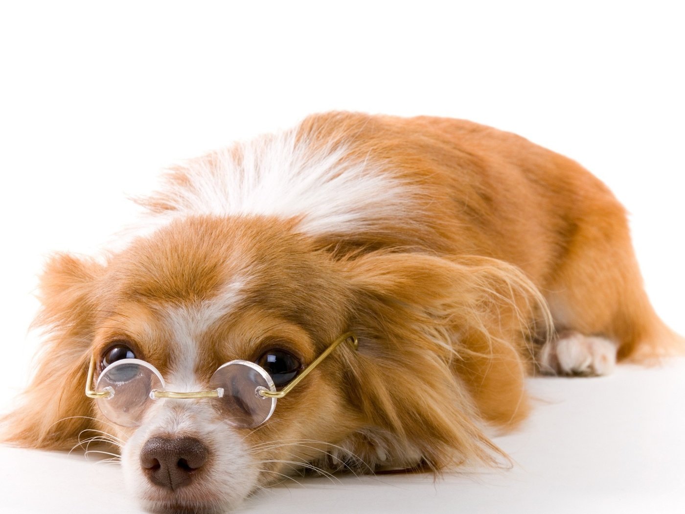 Обои очки, собака, щенок, белый фон, папильон, glasses, dog, puppy, white background, papillon разрешение 2560x1600 Загрузить