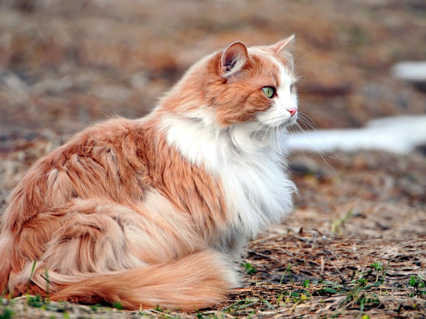 Обои природа, фон, кот, кошка, пушистый, зеленые глаза, рыжий кот, рыже-белый, nature, background, cat, fluffy, green eyes, red cat, red-white разрешение 2560x1600 Загрузить