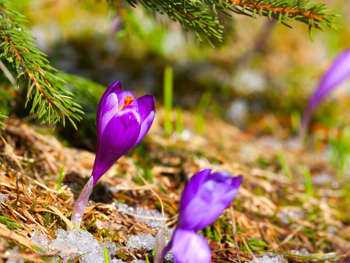 Обои цветы, трава, снег, хвоя, ель, сухая, первоцвет, крокус, flowers, grass, snow, needles, spruce, dry, primrose, krokus разрешение 2880x1800 Загрузить